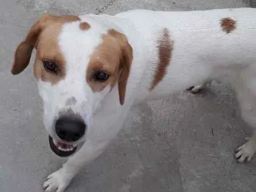 Cachorro ra a  idade 2 anos nome Pimba