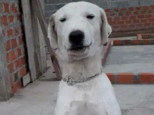 Cachorro raça  idade 2 anos nome Nei