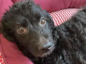 Cachorro raça Poodle idade 1 ano nome Fofinha Pequena