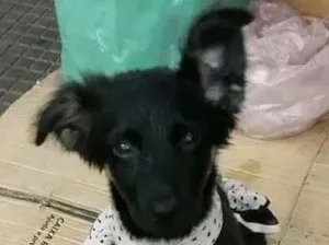 Cachorro raça  idade 2 a 6 meses nome Helena Bebezinha