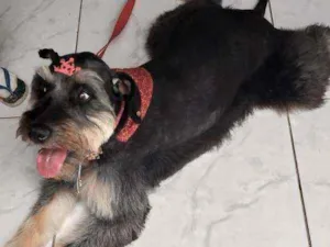 Cachorro raça  idade 1 ano nome Lilly 