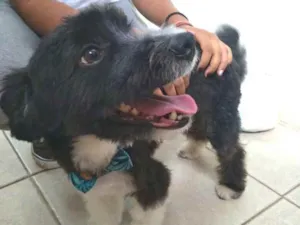 Cachorro raça  idade 2 anos nome Pingo 