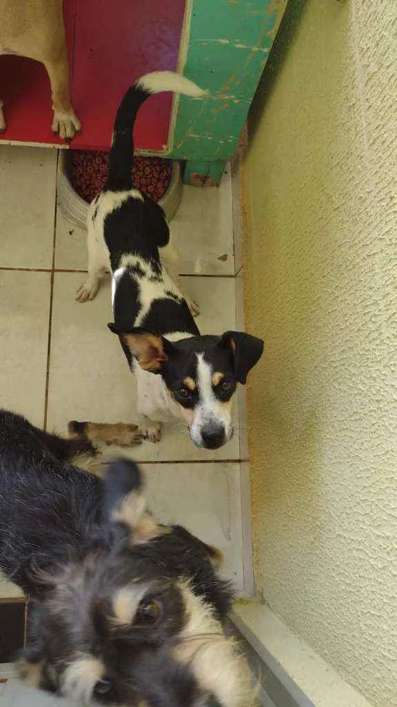 Cachorro ra a SRD idade 1 ano nome Lua e Alecrim