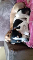 Lua e Alecrim