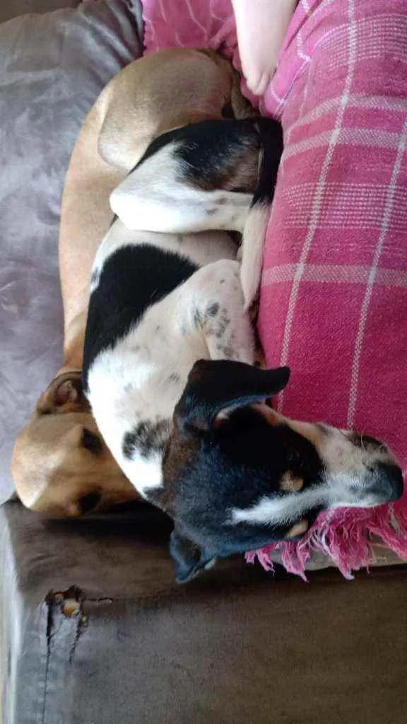 Cachorro ra a SRD idade 1 ano nome Lua e Alecrim