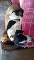 Lua e Alecrim