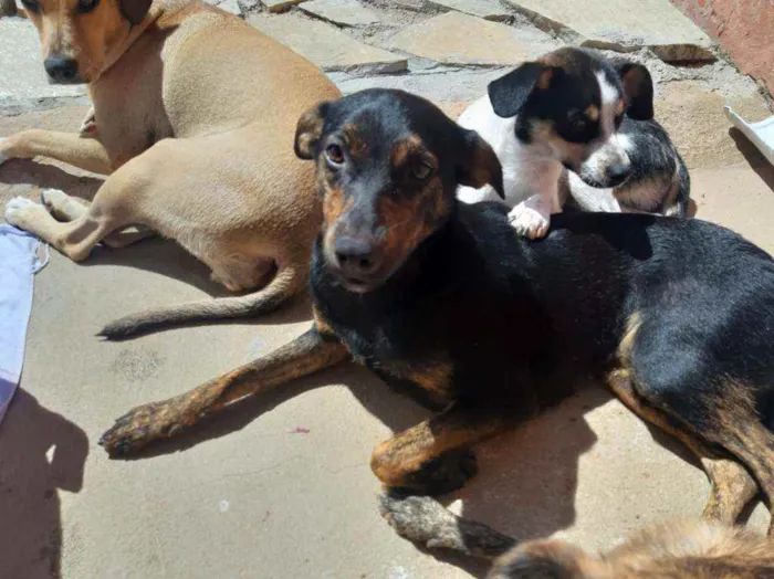 Cachorro ra a SRD idade 1 ano nome Lua e Alecrim