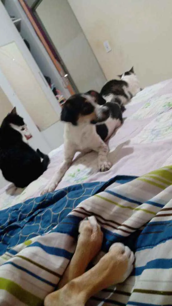 Cachorro ra a SRD idade 1 ano nome Lua e Alecrim