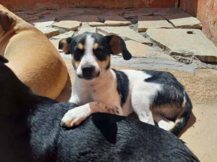 Cachorro ra a SRD idade 1 ano nome Lua e Alecrim