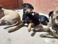 Lua e Alecrim