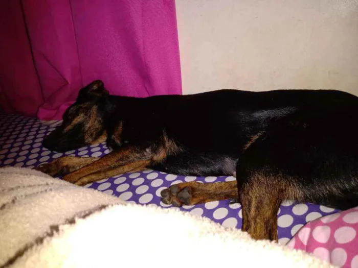 Cachorro ra a SRD idade 1 ano nome Lua e Alecrim