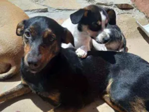 Cachorro raça SRD idade 1 ano nome Lua e Alecrim