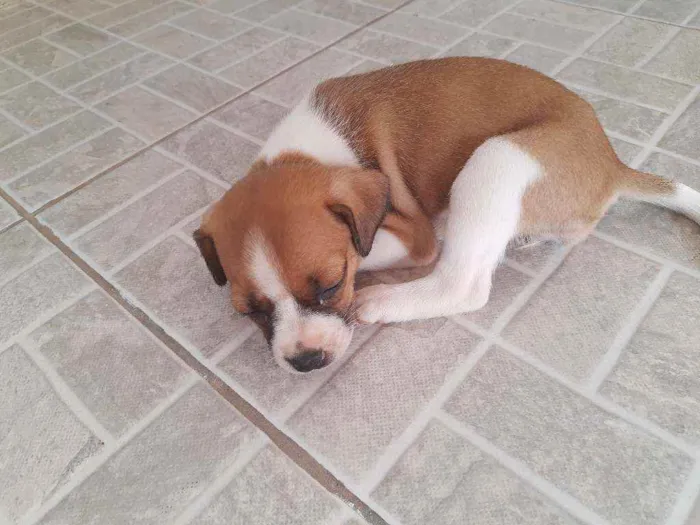 Cachorro ra a Mestiça idade Abaixo de 2 meses nome Pandora