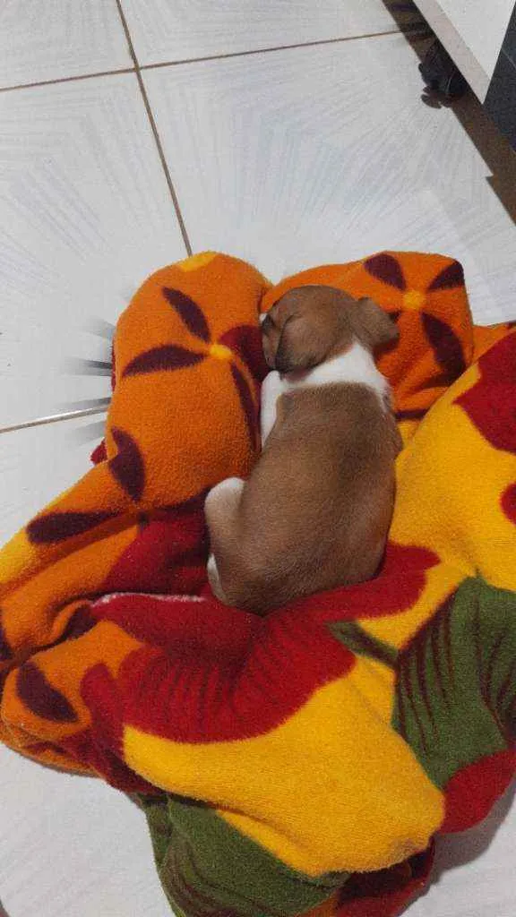 Cachorro ra a Mestiça idade Abaixo de 2 meses nome Pandora