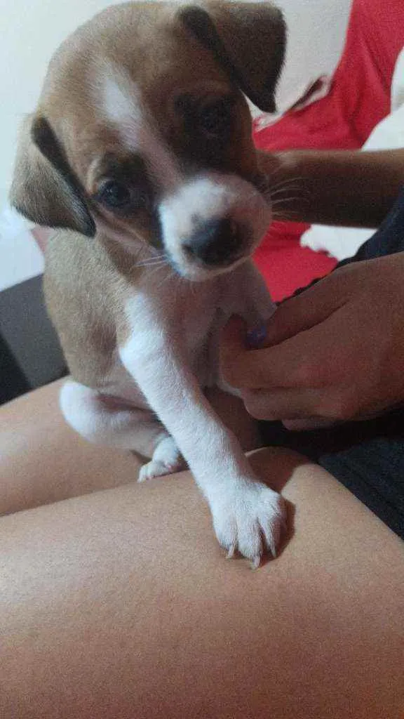 Cachorro ra a Mestiça idade Abaixo de 2 meses nome Pandora