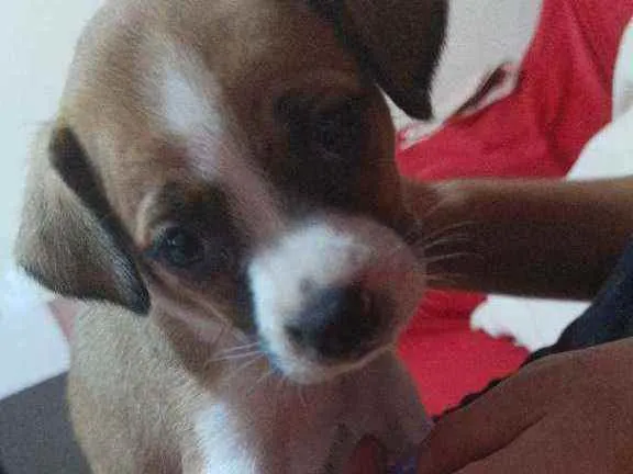 Cachorro ra a Mestiça idade Abaixo de 2 meses nome Pandora