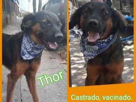 Cachorro raça SRD idade 1 ano nome Thor