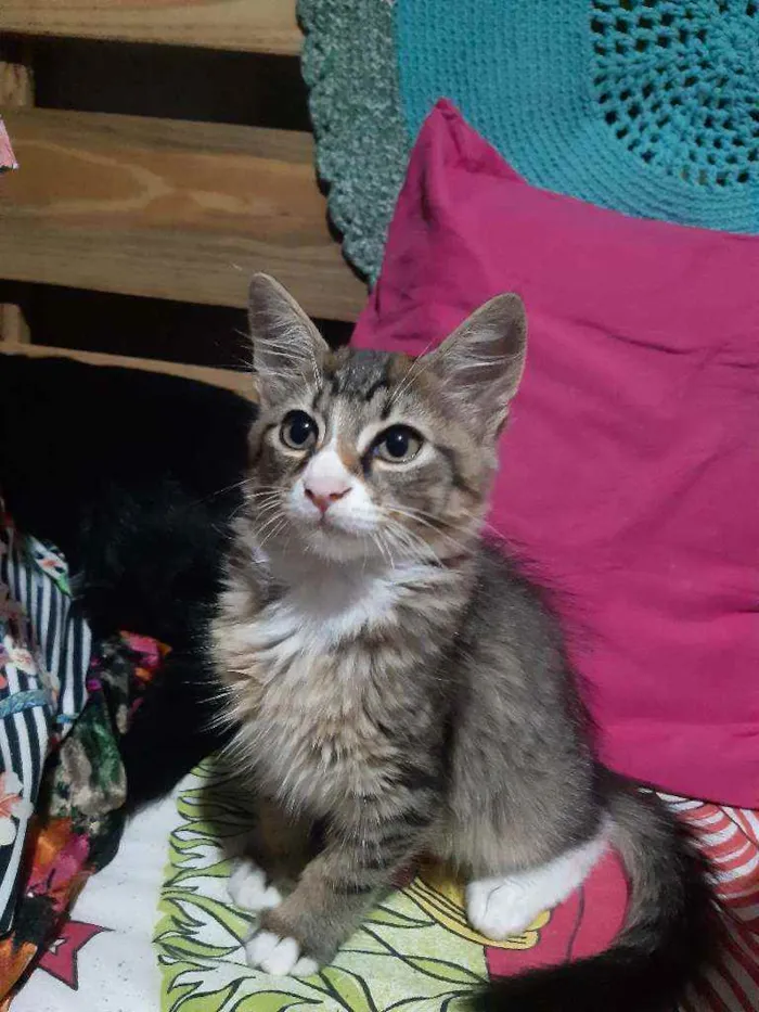 Gato raça SRD idade 2 a 6 meses nome Dexter 