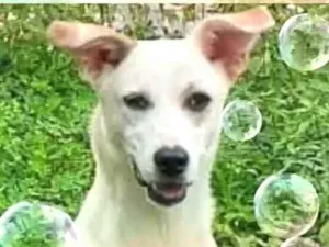 Cachorro raça  idade 7 a 11 meses nome Layca 