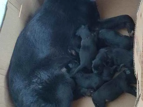 Cachorro raça Pastor Belga idade Abaixo de 2 meses nome Sem nome
