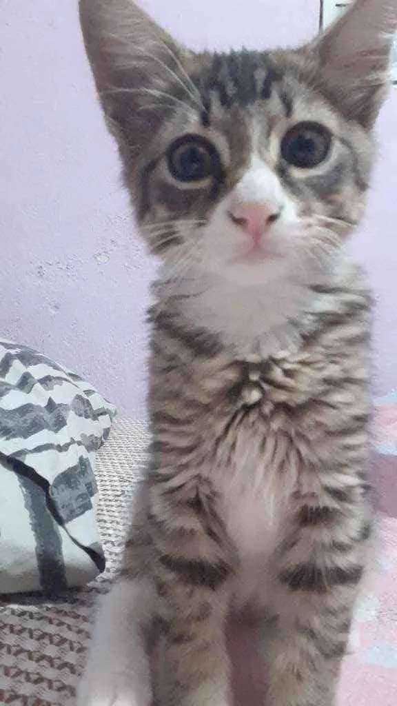 Gato raça SRD idade 2 a 6 meses nome Dexter 