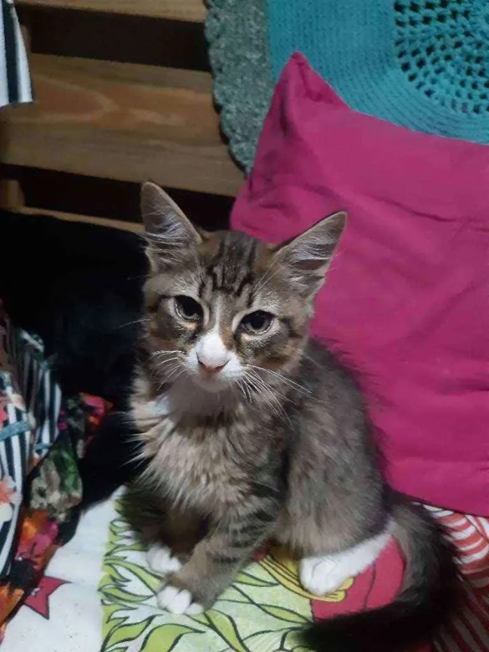 Gato raça SRD idade 2 a 6 meses nome Dexter 