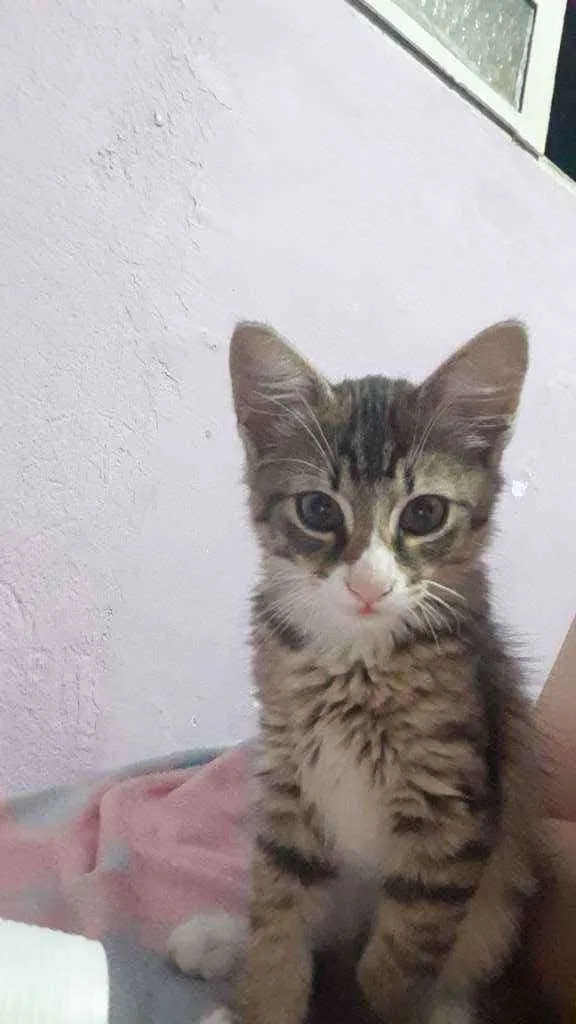 Gato raça SRD idade 2 a 6 meses nome Dexter 