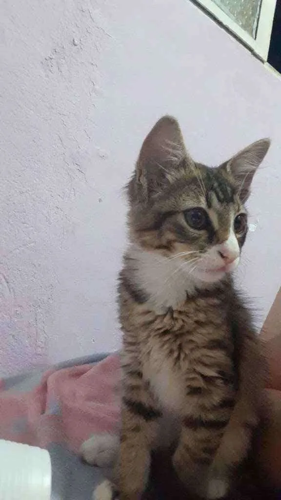 Gato raça SRD idade 2 a 6 meses nome Dexter 