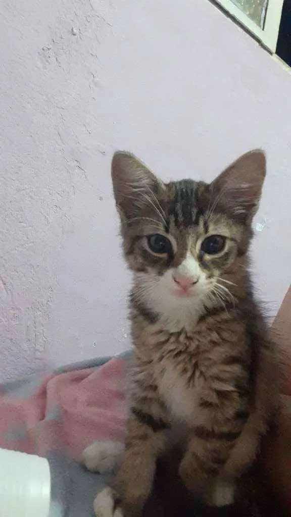 Gato raça SRD idade 2 a 6 meses nome Dexter 