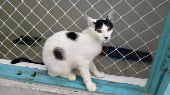 Gato ra a SRD-ViraLata idade 2 a 6 meses nome Brad
