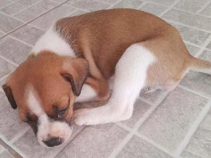 Cachorro ra a Mestiça idade Abaixo de 2 meses nome Pandora