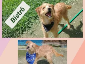 Cachorro raça SRD-ViraLata idade 7 a 11 meses nome BISTRÔ