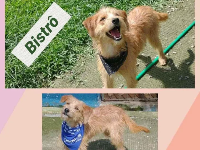 Cachorro ra a SRD-ViraLata idade 7 a 11 meses nome BISTRÔ