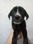 Fumaça
