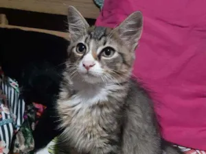 Gato raça SRD idade 2 a 6 meses nome Dexter 