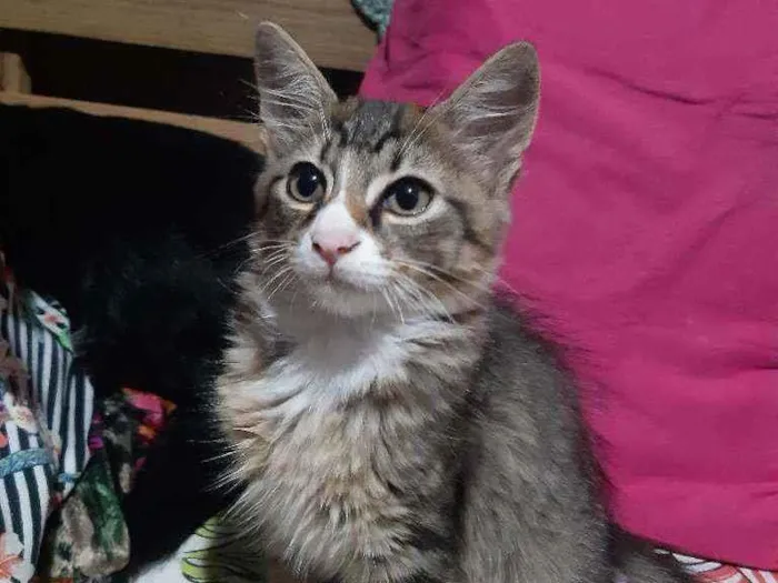 Gato raça SRD idade 2 a 6 meses nome Dexter 