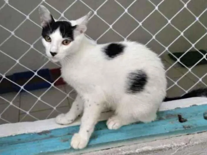 Gato ra a SRD-ViraLata idade 2 a 6 meses nome Brad