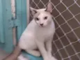 Olaf