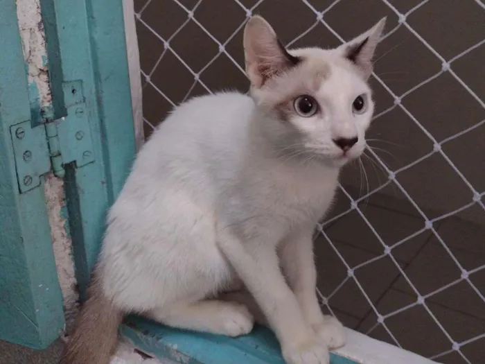 Gato ra a SRD-ViraLata idade 2 a 6 meses nome Olaf