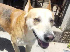Cachorro raça Srd  idade 1 ano nome Trovão bonzinho fofo