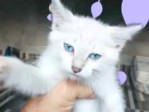 Gato raça  idade 2 a 6 meses nome Filhotes Val 