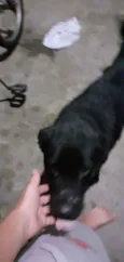 Urso