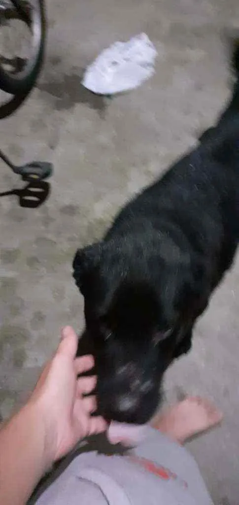 Cachorro raça Labrador idade 2 a 6 meses nome Urso