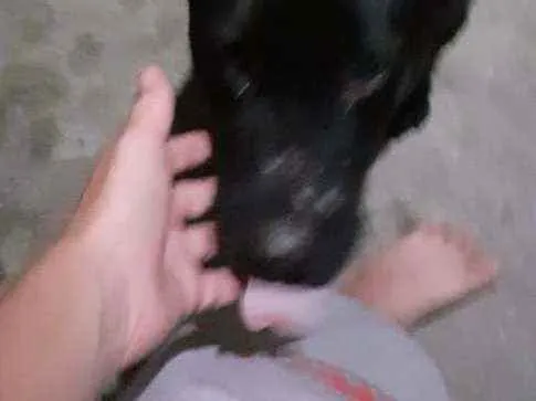 Cachorro raça Labrador idade 2 a 6 meses nome Urso