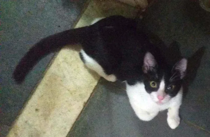 Gato ra a SRD idade  nome Frajola