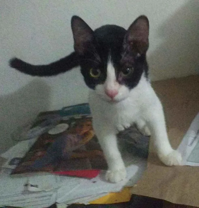Gato ra a SRD idade  nome Frajola