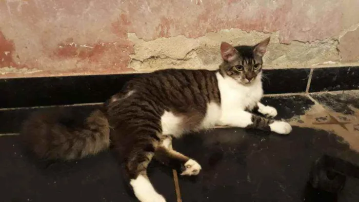 Gato ra a Srd idade 7 a 11 meses nome Johnny