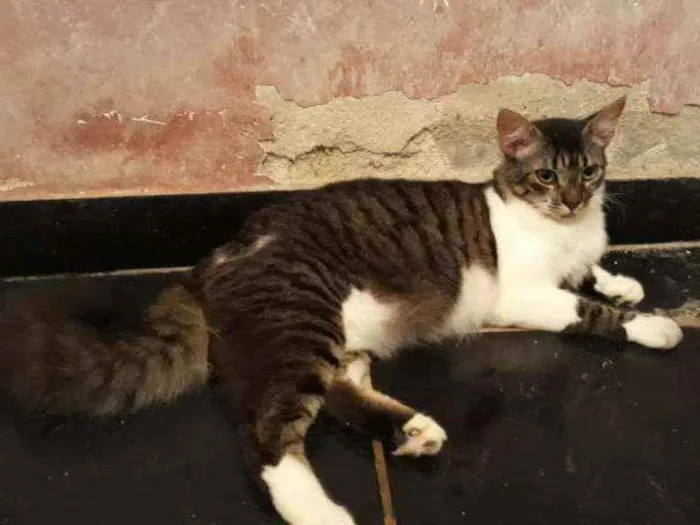 Gato ra a Srd idade 7 a 11 meses nome Johnny