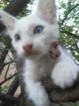 Floquinho