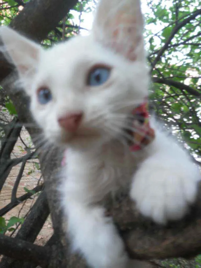 Gato ra a Diferente idade 2 a 6 meses nome Floquinho